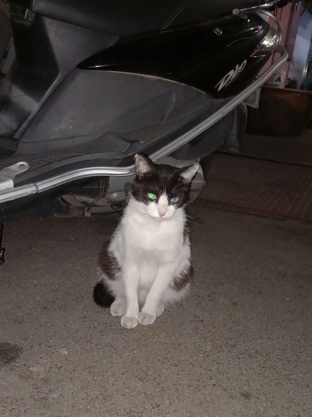 길에서 고양이 보면 사진을 안 찍고는 지나갈 수 없는 병에 걸림 😚🐈⬛🐈 | 인스티즈