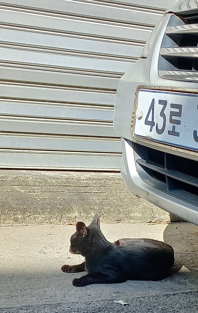 길에서 고양이 보면 사진을 안 찍고는 지나갈 수 없는 병에 걸림 😚🐈⬛🐈 | 인스티즈