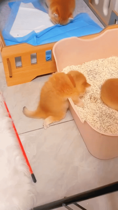 떡실신한 애기고양이들.gif | 인스티즈