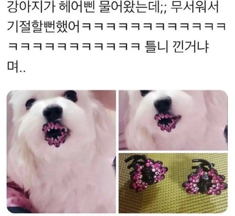 강아지 보고 기절할뻔 | 인스티즈