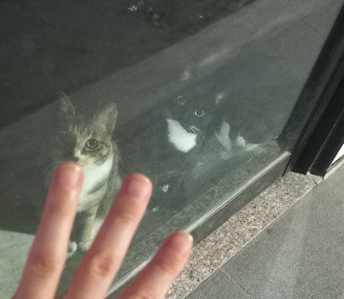 길에서 고양이 보면 사진을 안 찍고는 지나갈 수 없는 병에 걸림 😚🐈⬛🐈 | 인스티즈