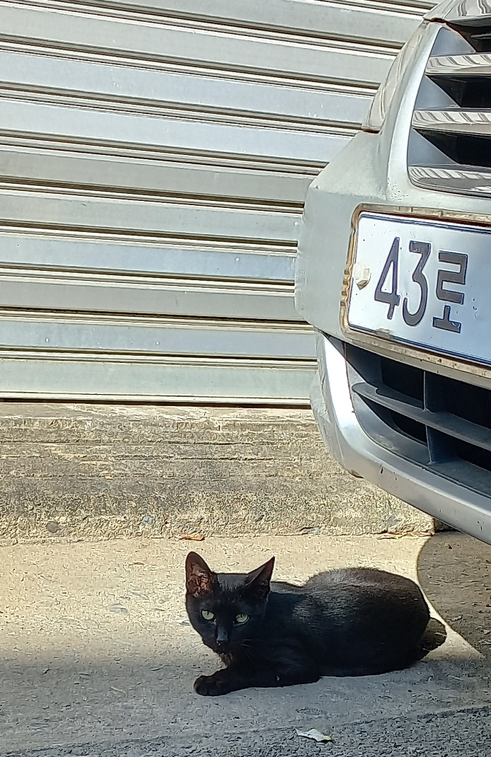 길에서 고양이 보면 사진을 안 찍고는 지나갈 수 없는 병에 걸림 😚🐈⬛🐈 | 인스티즈