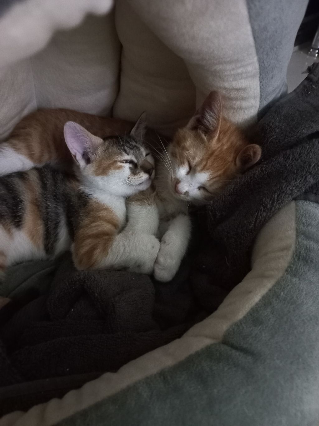 길에서 고양이 보면 사진을 안 찍고는 지나갈 수 없는 병에 걸림 😚🐈⬛🐈 | 인스티즈
