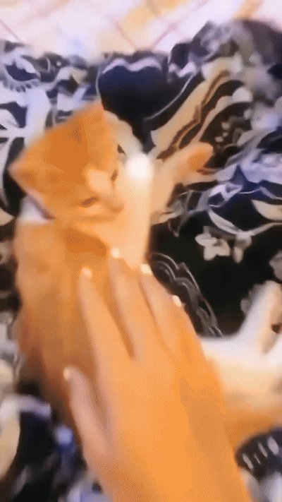 떡실신한 애기고양이들.gif | 인스티즈