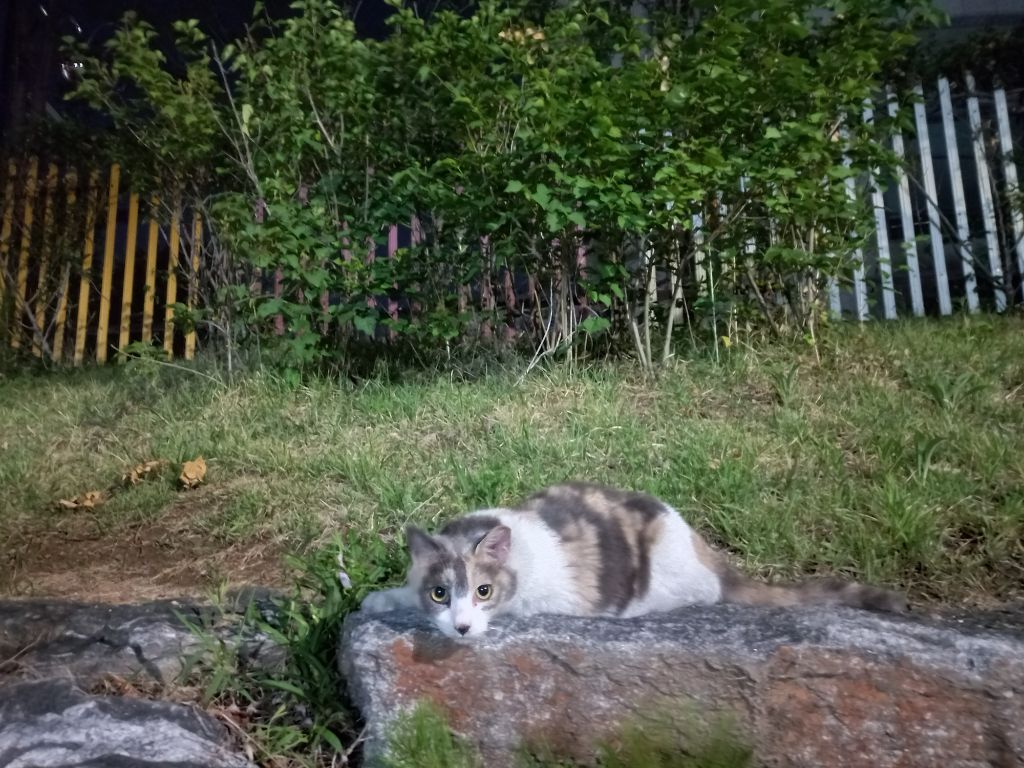 길에서 고양이 보면 사진을 안 찍고는 지나갈 수 없는 병에 걸림 😚🐈⬛🐈 | 인스티즈