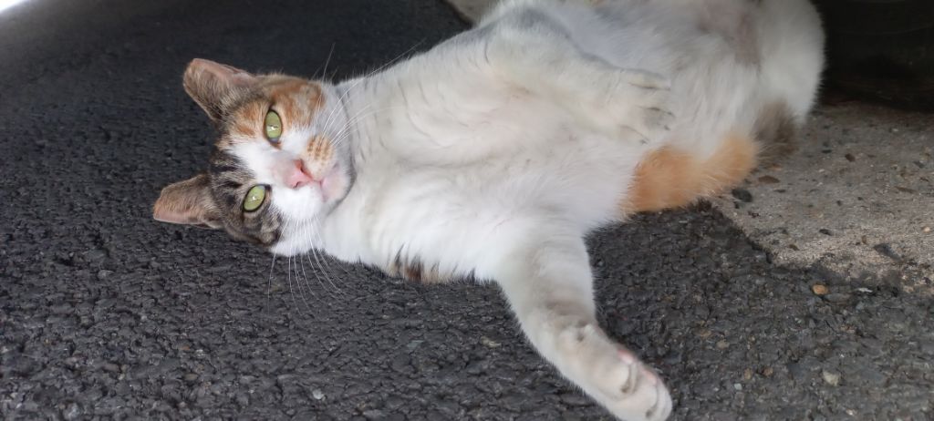 길에서 고양이 보면 사진을 안 찍고는 지나갈 수 없는 병에 걸림 😚🐈⬛🐈 | 인스티즈