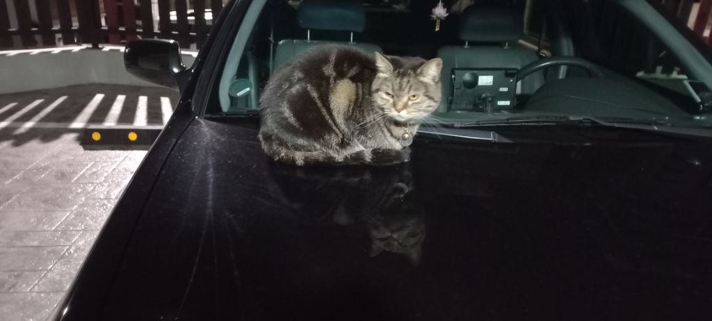 길에서 고양이 보면 사진을 안 찍고는 지나갈 수 없는 병에 걸림 😚🐈⬛🐈 | 인스티즈