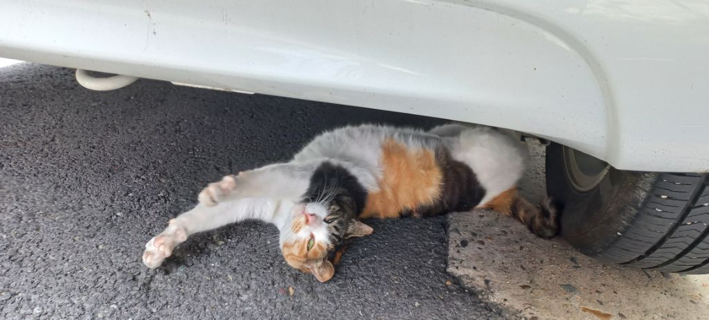 길에서 고양이 보면 사진을 안 찍고는 지나갈 수 없는 병에 걸림 😚🐈⬛🐈 | 인스티즈