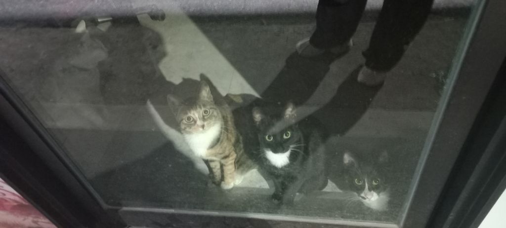 길에서 고양이 보면 사진을 안 찍고는 지나갈 수 없는 병에 걸림 😚🐈⬛🐈 | 인스티즈