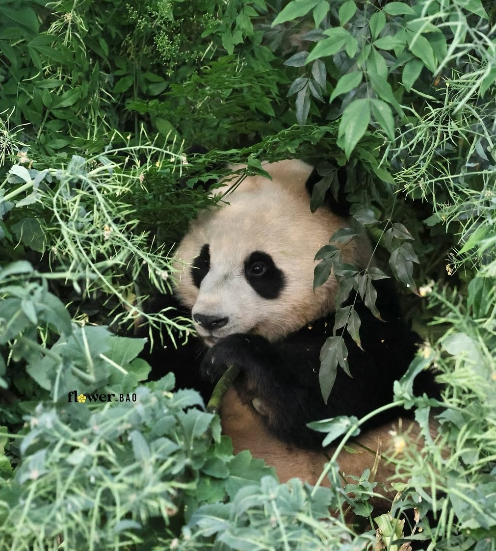 후이바오의 같은 장소, 같은 판다🐼 | 인스티즈