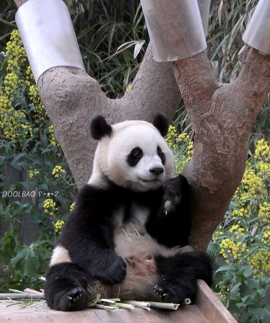 후이바오의 같은 장소, 같은 판다🐼 | 인스티즈