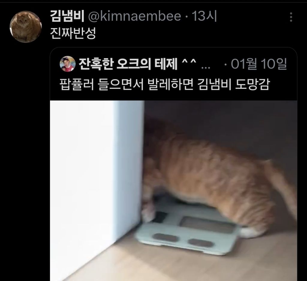 고양이 장수의 비결이 뭐냐고 물어봤더니.twt | 인스티즈