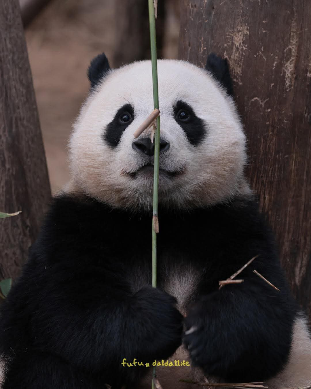 후이바오의 같은 장소, 같은 판다🐼 | 인스티즈