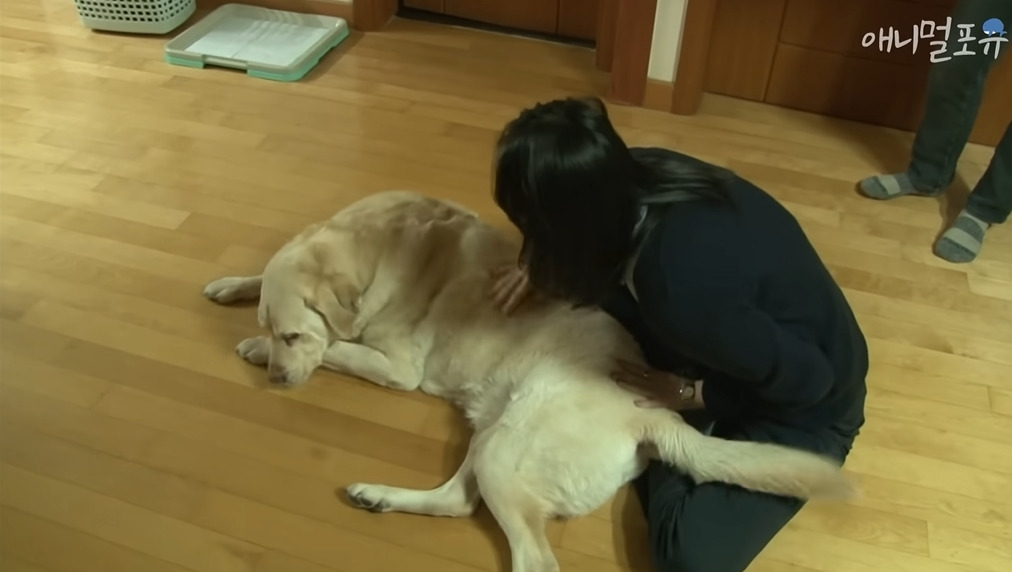 주인이 혼자 나가서 당황하는 안내견 | 인스티즈
