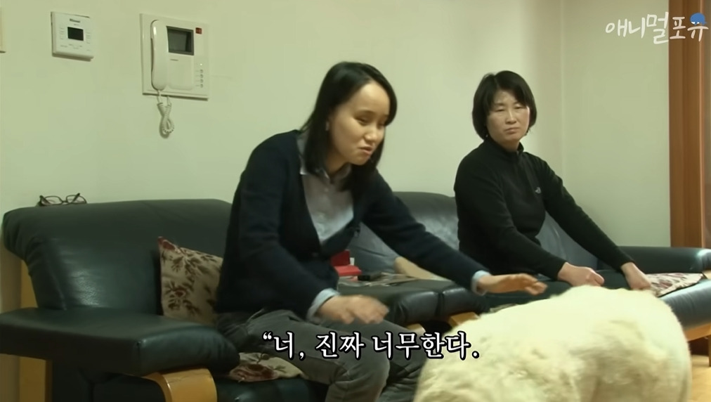 주인이 혼자 나가서 당황하는 안내견 | 인스티즈