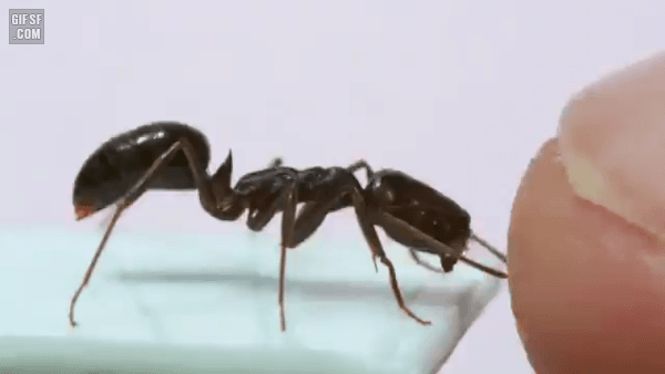 인간을 공격하는 무시무시한 개미1