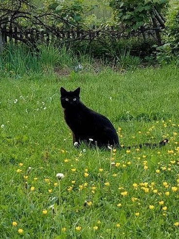 핀터깔 사진 57장 모음 (주로 고양이, 꽃) | 인스티즈