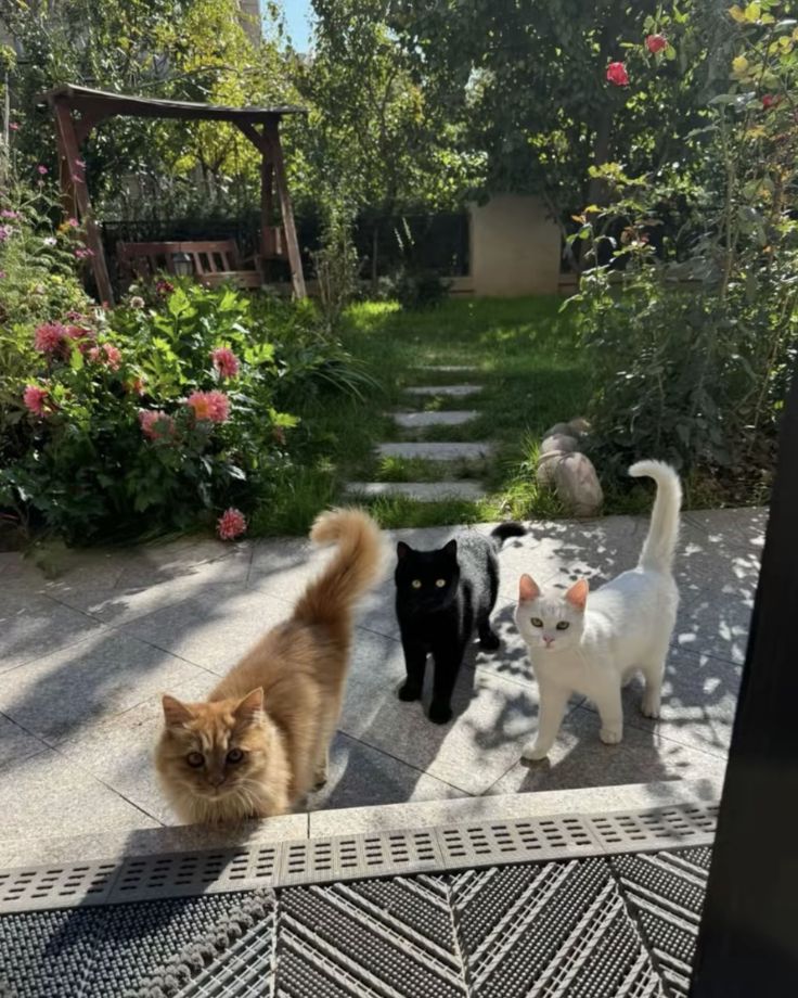 핀터깔 사진 57장 모음 (주로 고양이, 꽃) | 인스티즈