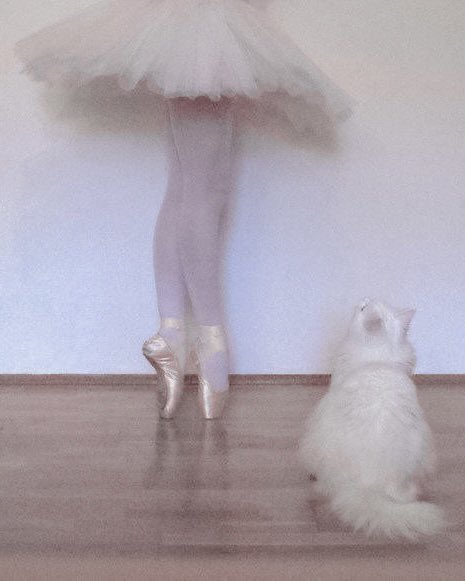 핀터깔 사진 57장 모음 (주로 고양이, 꽃) | 인스티즈