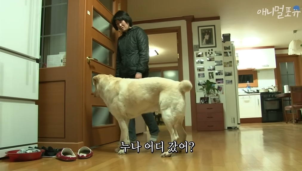 주인이 혼자 나가서 당황하는 안내견 | 인스티즈