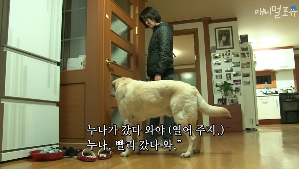 주인이 혼자 나가서 당황하는 안내견 | 인스티즈