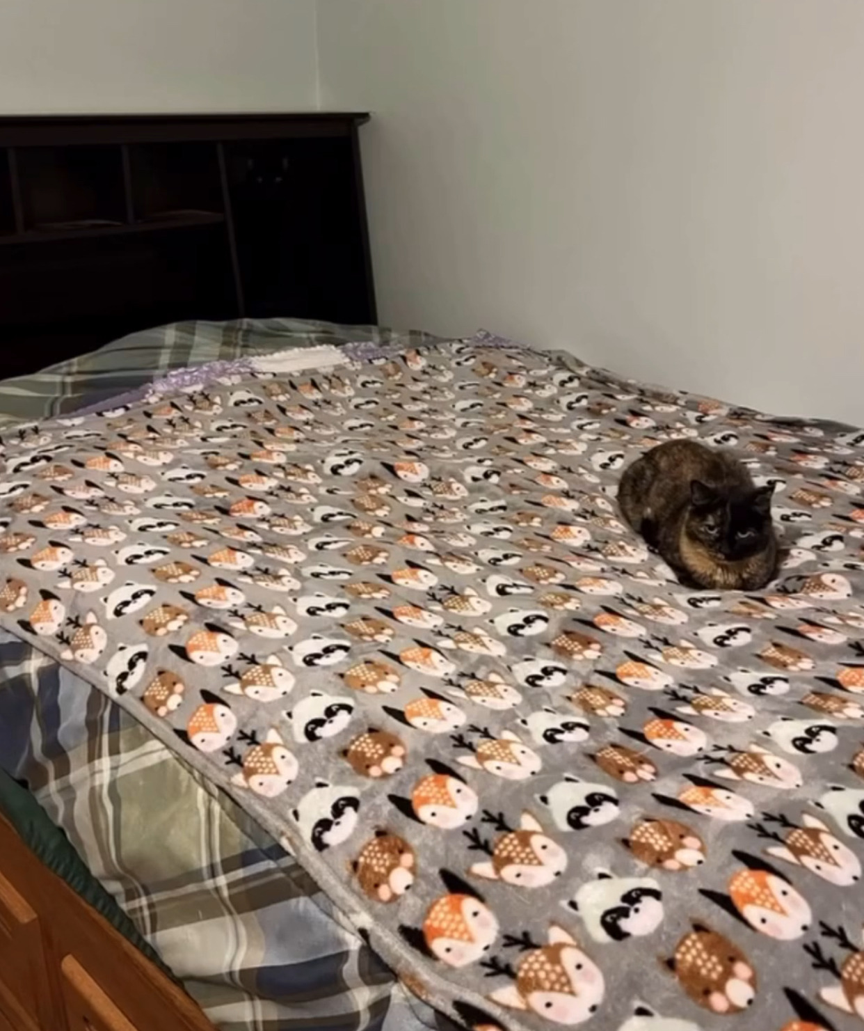  이 사진에 고양이 두마리 있음1