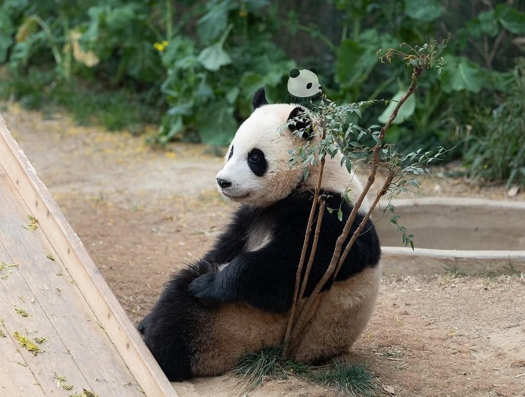 후이바오의 같은 장소, 같은 판다🐼 | 인스티즈