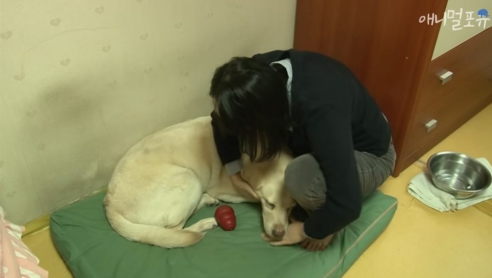 주인이 혼자 나가서 당황하는 안내견 | 인스티즈