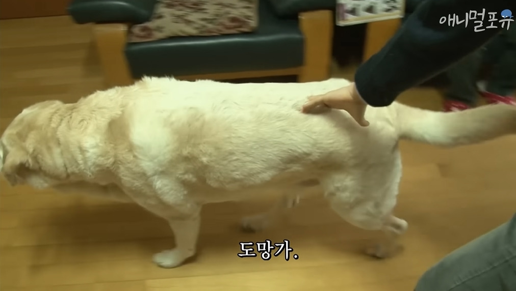 주인이 혼자 나가서 당황하는 안내견 | 인스티즈