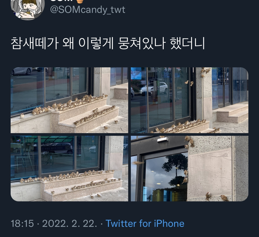  참새떼가 모여있는 이유1
