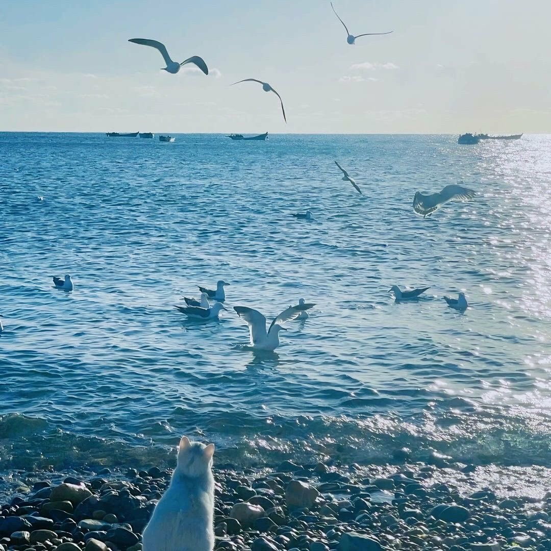 핀터깔 사진 57장 모음 (주로 고양이, 꽃) | 인스티즈