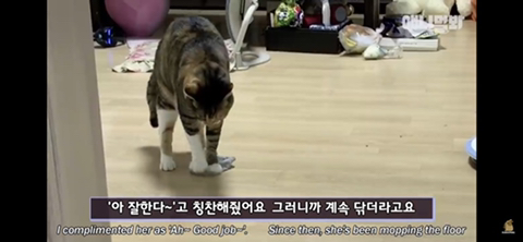 ㄹㅇ사람처럼 걸레질하는 고양이 하루(진짜임) | 인스티즈