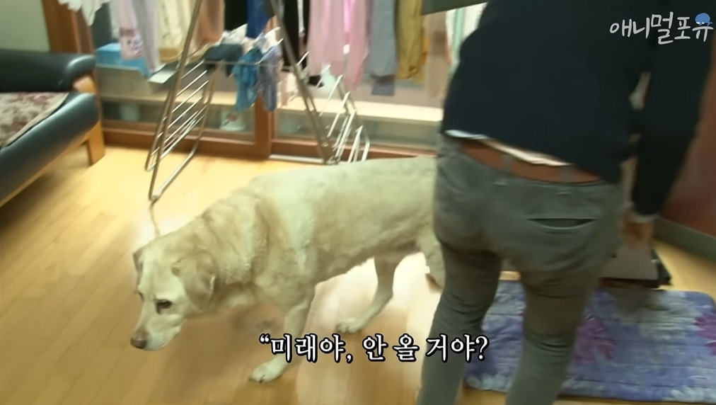 주인이 혼자 나가서 당황하는 안내견 | 인스티즈