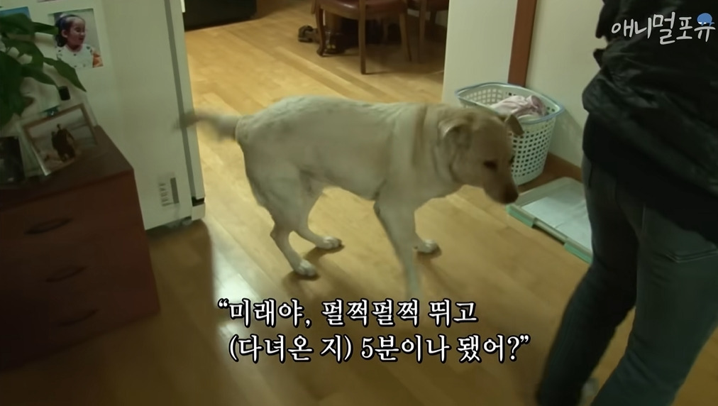 주인이 혼자 나가서 당황하는 안내견 | 인스티즈