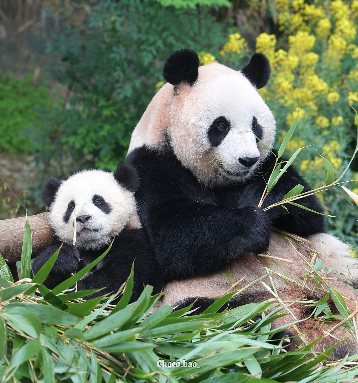 후이바오의 같은 장소, 같은 판다🐼 | 인스티즈