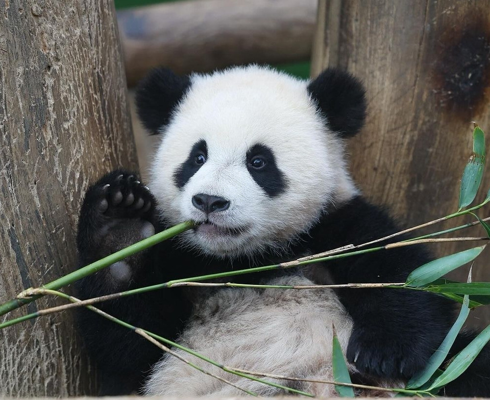 후이바오의 같은 장소, 같은 판다🐼 | 인스티즈