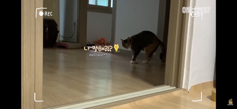 ㄹㅇ사람처럼 걸레질하는 고양이 하루(진짜임) | 인스티즈