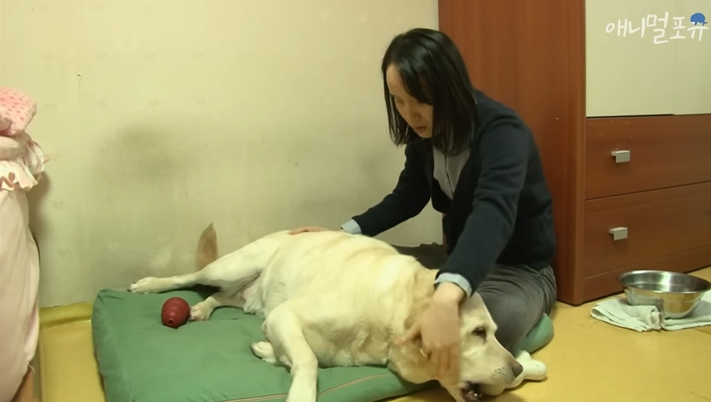 주인이 혼자 나가서 당황하는 안내견 | 인스티즈