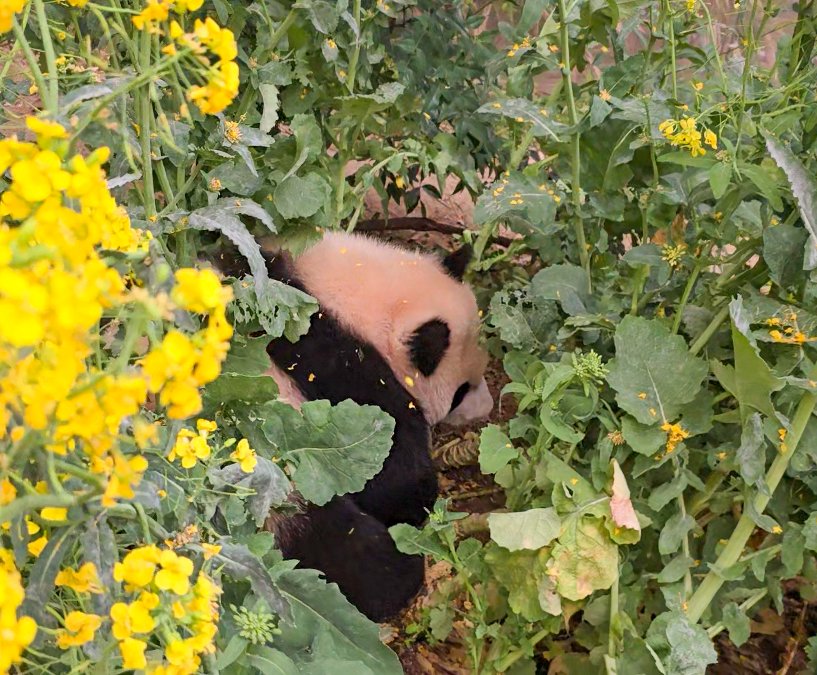 후이바오의 같은 장소, 같은 판다🐼 | 인스티즈