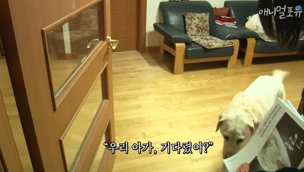 주인이 혼자 나가서 당황하는 안내견 | 인스티즈