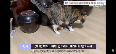 ㄹㅇ사람처럼 걸레질하는 고양이 하루(진짜임) | 인스티즈