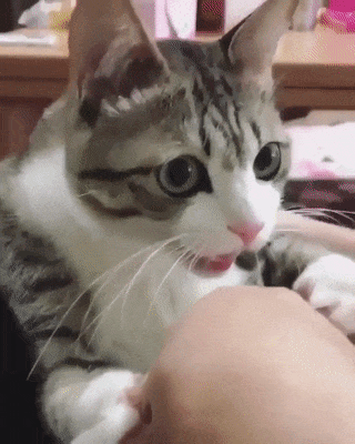  고영님 사진 다수