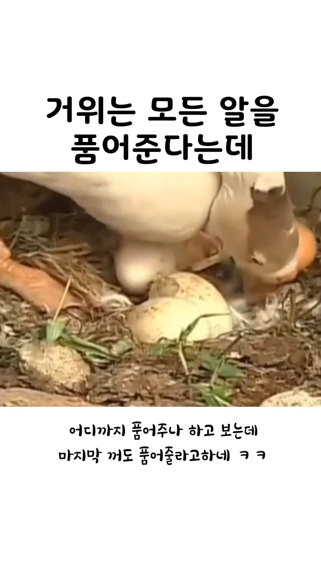 거위는 모든 알을 품어준다는데 | 인스티즈