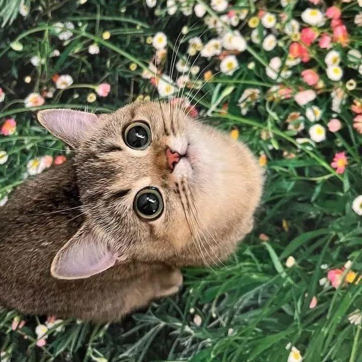 핀터깔 사진 57장 모음 (주로 고양이, 꽃) | 인스티즈