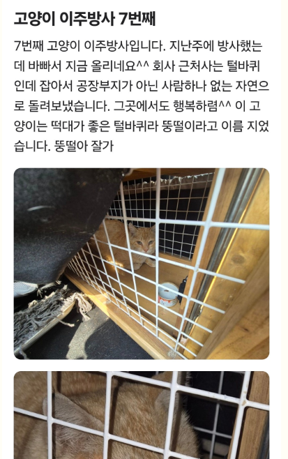 광양시에서 발생한 고양이 학대사건 케이지 채로 바다에 버려진 아이들 (사진 주의) | 인스티즈