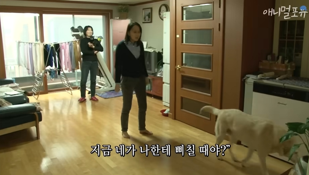 주인이 혼자 나가서 당황하는 안내견 | 인스티즈