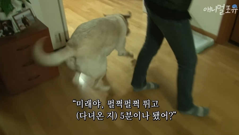 주인이 혼자 나가서 당황하는 안내견 | 인스티즈