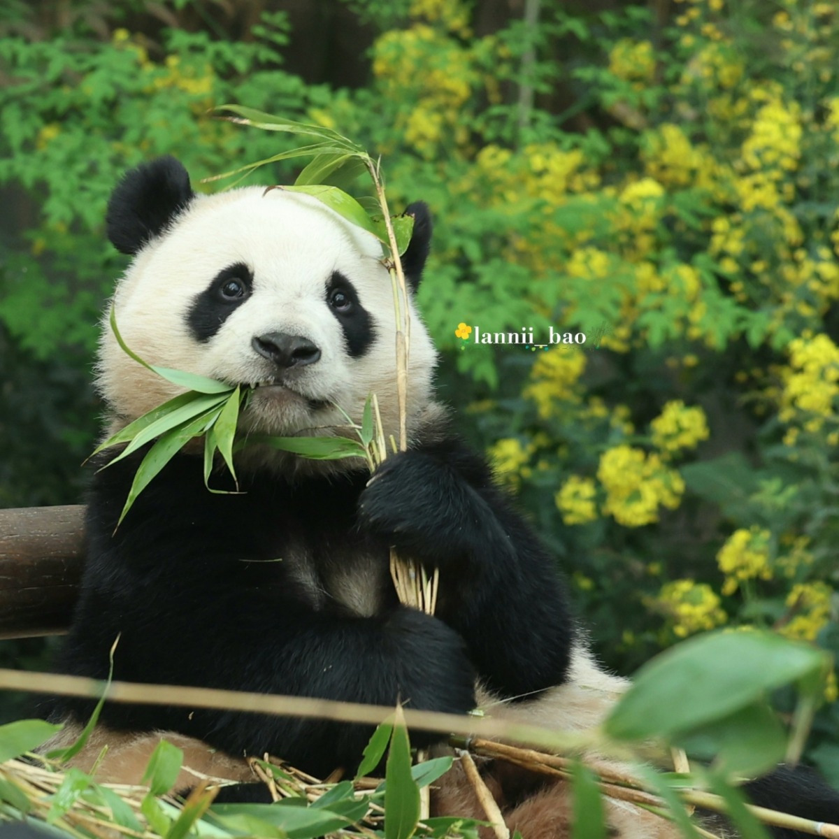 후이바오의 같은 장소, 같은 판다🐼 | 인스티즈