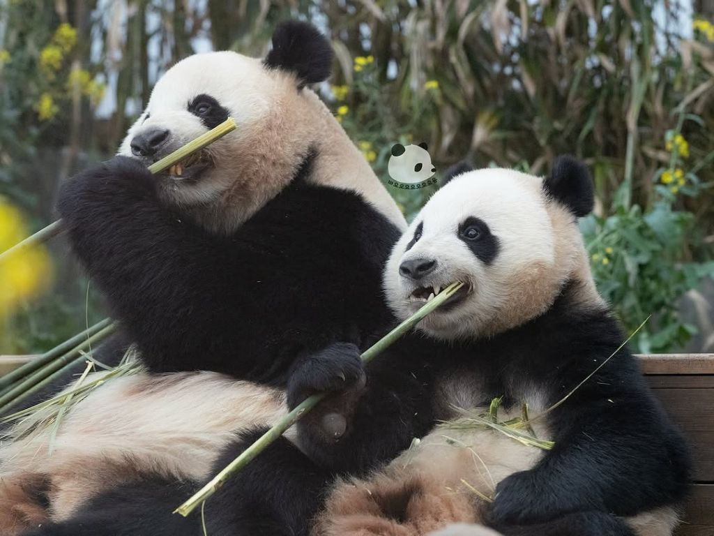 후이바오의 같은 장소, 같은 판다🐼 | 인스티즈