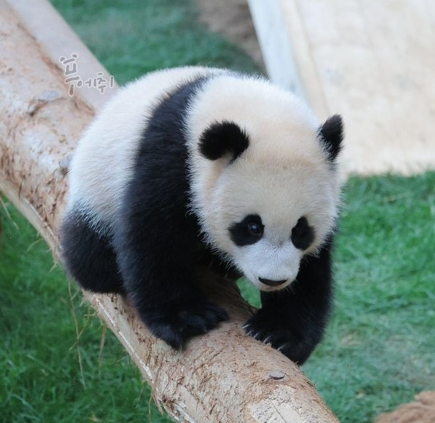 후이바오의 같은 장소, 같은 판다🐼 | 인스티즈